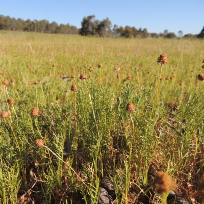 Calotis anthemoides (Chamomile Burr-daisy) at Pine Island to Point Hut - 8 Nov 2014 by michaelb