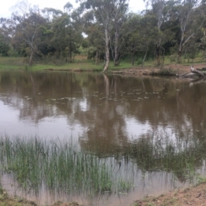 Utricularia dichotoma at Bonython, ACT - 8 Nov 2014