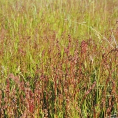 Haloragis heterophylla (Variable Raspwort) at Pine Island to Point Hut - 8 Nov 2014 by michaelb