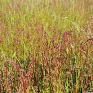 Haloragis heterophylla at Bonython, ACT - 8 Nov 2014