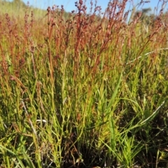 Haloragis heterophylla at Bonython, ACT - 8 Nov 2014