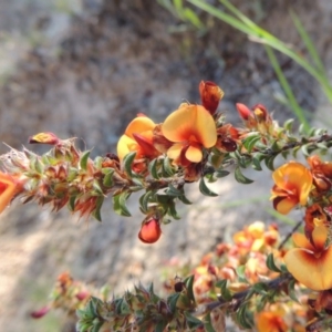 Pultenaea procumbens at Bonython, ACT - 8 Nov 2014