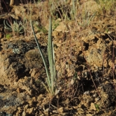 Plantago gaudichaudii (Narrow Plantain) at Pine Island to Point Hut - 8 Nov 2014 by michaelb