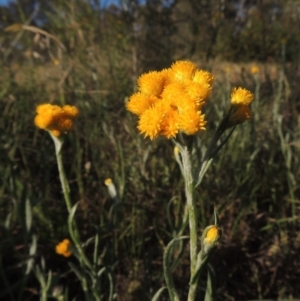 Chrysocephalum apiculatum at Bonython, ACT - 8 Nov 2014 06:07 PM