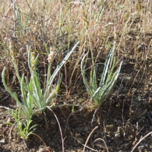 Plantago gaudichaudii at Bonython, ACT - 8 Nov 2014 06:12 PM