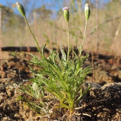 Vittadinia muelleri (Narrow-leafed New Holland Daisy) at Pine Island to Point Hut - 8 Nov 2014 by michaelb