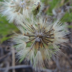 Vittadinia muelleri at Bonython, ACT - 8 Nov 2014