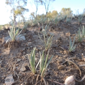 Plantago gaudichaudii at Bonython, ACT - 8 Nov 2014 06:17 PM