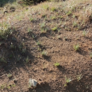 Plantago gaudichaudii at Bonython, ACT - 8 Nov 2014