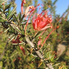 Grevillea juniperina (Grevillea) at Pine Island to Point Hut - 8 Nov 2014 by michaelb