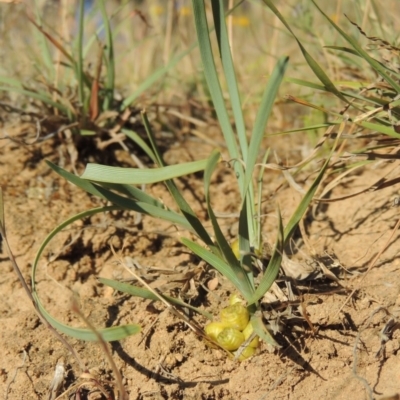 Lomandra bracteata (Small Matrush) at Pine Island to Point Hut - 8 Nov 2014 by michaelb