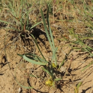 Lomandra bracteata at Bonython, ACT - 8 Nov 2014 06:22 PM