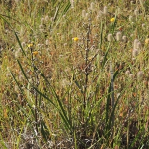 Lomandra multiflora at Bonython, ACT - 8 Nov 2014