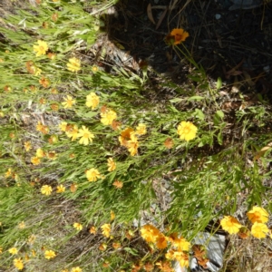 Coreopsis lanceolata at Isaacs, ACT - 26 Nov 2014 04:15 PM