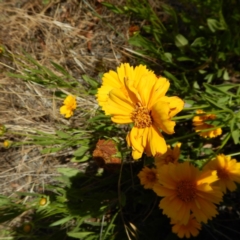 Coreopsis lanceolata at Isaacs, ACT - 26 Nov 2014 04:15 PM