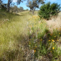 Coreopsis lanceolata at Isaacs, ACT - 26 Nov 2014 04:15 PM