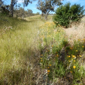 Coreopsis lanceolata at Isaacs, ACT - 26 Nov 2014 04:15 PM