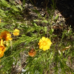 Coreopsis lanceolata at Isaacs, ACT - 26 Nov 2014 04:15 PM