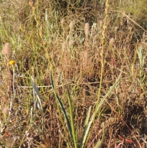 Plantago gaudichaudii at Bonython, ACT - 8 Nov 2014 06:29 PM