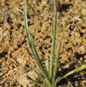 Plantago gaudichaudii at Bonython, ACT - 8 Nov 2014 06:29 PM