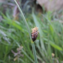 Schoenoplectus pungens (Common Three-Square) at Bonython, ACT - 8 Nov 2014 by michaelb