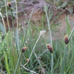 Schoenoplectus pungens at Bonython, ACT - 8 Nov 2014 06:32 PM