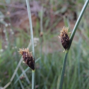 Schoenoplectus pungens at Bonython, ACT - 8 Nov 2014 06:32 PM