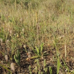 Plantago varia at Bonython, ACT - 8 Nov 2014 06:42 PM