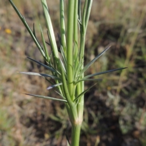 Eryngium ovinum at Bonython, ACT - 8 Nov 2014 06:44 PM