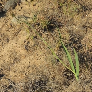 Dianella sp. aff. longifolia (Benambra) at Bonython, ACT - 8 Nov 2014 06:47 PM