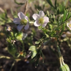 Geranium sp.3 at Pine Island to Point Hut - 8 Nov 2014 by michaelb