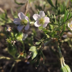 Geranium sp. Narrow lobes (G.S.Lorimer 1771) Vic. Herbarium at Bonython, ACT - 8 Nov 2014 06:50 PM