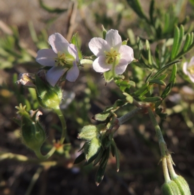 Geranium sp.3 at Pine Island to Point Hut - 8 Nov 2014 by michaelb