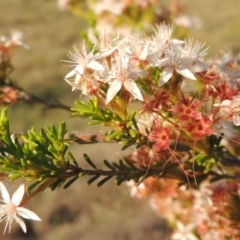 Calytrix tetragona (Common Fringe-myrtle) at Pine Island to Point Hut - 8 Nov 2014 by michaelb