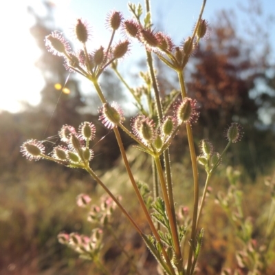 Daucus glochidiatus (Australian Carrot) at Pine Island to Point Hut - 8 Nov 2014 by michaelb