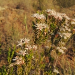 Calytrix tetragona (Common Fringe-myrtle) at Pine Island to Point Hut - 8 Nov 2014 by michaelb