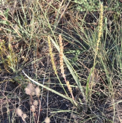 Plantago gaudichaudii (Narrow Plantain) at Pine Island to Point Hut - 8 Nov 2014 by michaelb