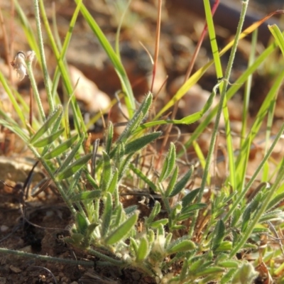 Swainsona behriana (Behr's Swainson-Pea) at Bonython, ACT - 8 Nov 2014 by michaelb