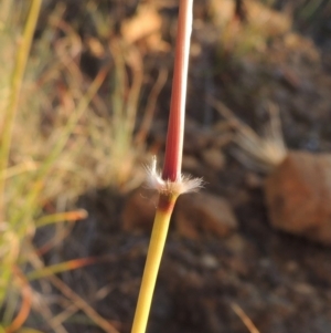 Sorghum leiocladum at Bonython, ACT - 8 Nov 2014