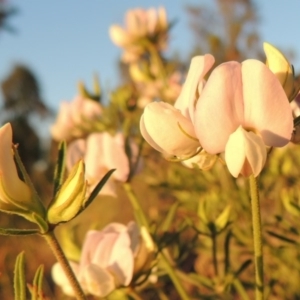 Lotus australis at Bonython, ACT - 8 Nov 2014 07:33 PM