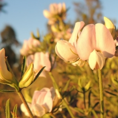 Lotus australis (Austral Trefoil) at Pine Island to Point Hut - 8 Nov 2014 by michaelb