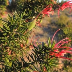 Grevillea juniperina (Grevillea) at Bonython, ACT - 8 Nov 2014 by MichaelBedingfield