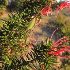 Grevillea juniperina (Grevillea) at Bonython, ACT - 8 Nov 2014 by michaelb