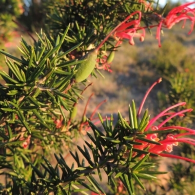 Grevillea juniperina (Grevillea) at Bonython, ACT - 8 Nov 2014 by MichaelBedingfield