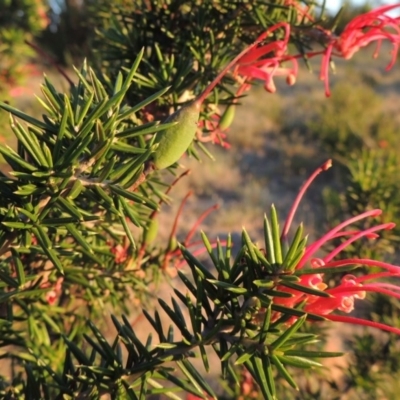 Grevillea juniperina (Grevillea) at Bonython, ACT - 8 Nov 2014 by michaelb