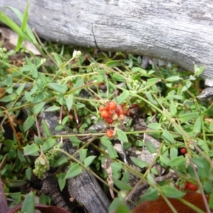 Einadia nutans subsp. nutans at Gungahlin, ACT - 20 Nov 2014 12:33 PM