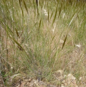 Austrostipa densiflora at Gungahlin, ACT - 20 Nov 2014