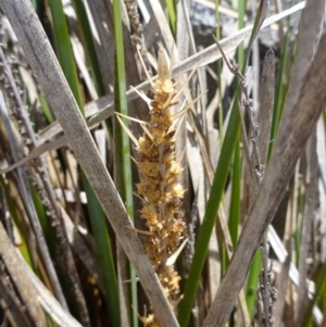 Lomandra longifolia at Googong, NSW - 19 Nov 2014