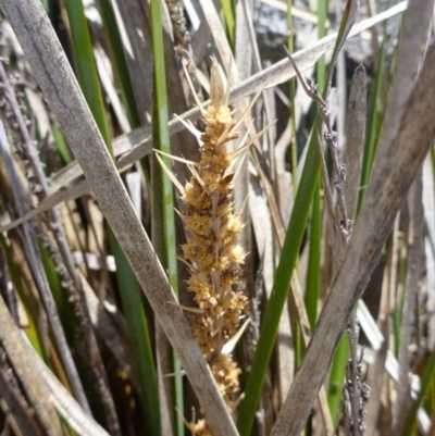 Lomandra longifolia (Spiny-headed Mat-rush, Honey Reed) at Googong, NSW - 19 Nov 2014 by lyndsey