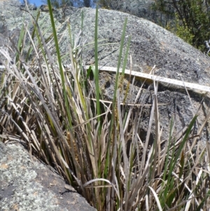 Lomandra longifolia at Googong, NSW - 19 Nov 2014 01:05 PM